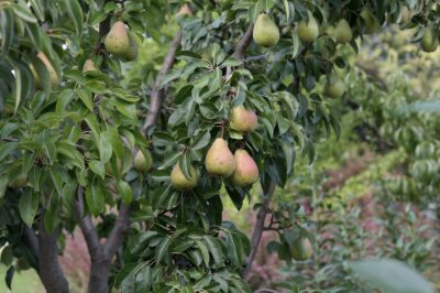 Pear Tree Symbolism: Exploring Growth in the Garden