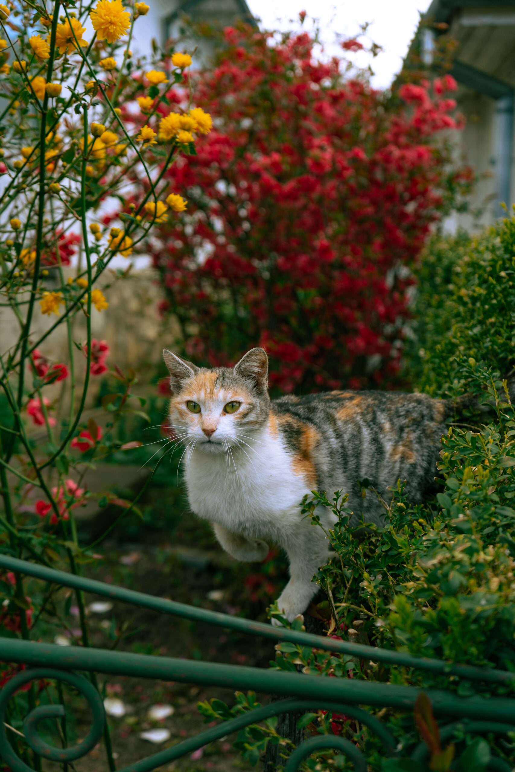 Pet-Safe Garden Guide: How to Create a Cat-Friendly Outdoor Space