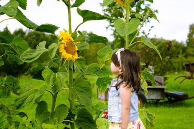 Sunflower Planting Techniques for Kids: How to Grow Sunflowers