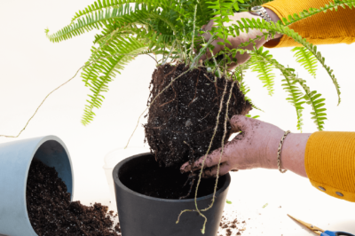 Repotting Guide: Container Plant Tips & Tricks for Growth