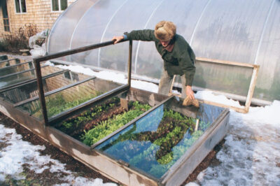 Vegetable Gardening in Cool Climate: Top Family Garden Picks