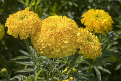 Marigolds: Adding Color and Functionality to Your Garden