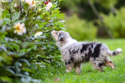Pet-Safe Herb Garden: Dog-Friendly Gardening Tips