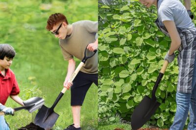 Essential Gardening Tools: An Ultimate Guide to Choosing Shovels