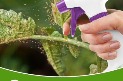 Insecticidal Soap: A Gentle Solution for Garden Pests