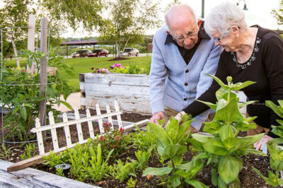 5 Easy-Care Vegetables for Seniors: Simple Garden Growth Guide